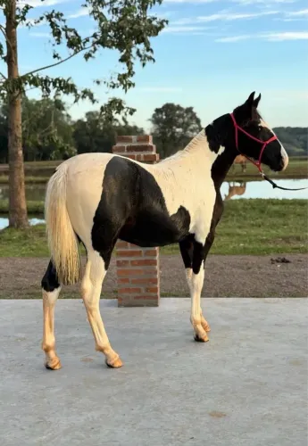 Cavalo Tobiano 