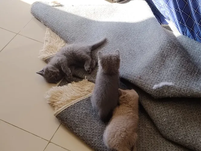 Filhotes de British Shorthair 