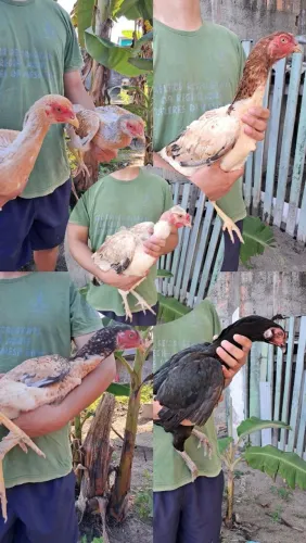 Galinhas carioca e caipira disponíveis