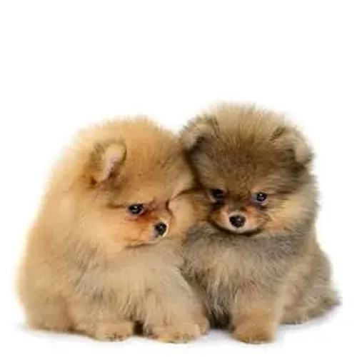 Spitz alemão cores diferentes 