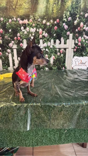 Disponível uma fêmea de Pinscher 