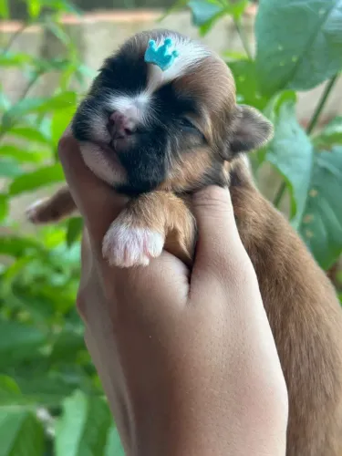 Shih tzu micro Femea e Machos com ou sem Pedigree Promocao
