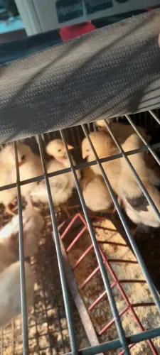 Vendo pintinhos da raça caipira pesadão, Rhodia, pescoço pelado, e mesclado combindio giga