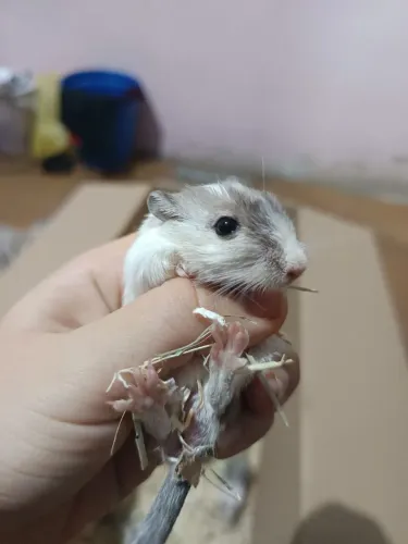 Gerbil em Maceió, esquilo da mongolia (gerbo)