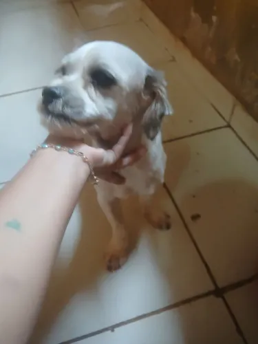 Alguma cachorrinha da raça shitzu pra cruzar