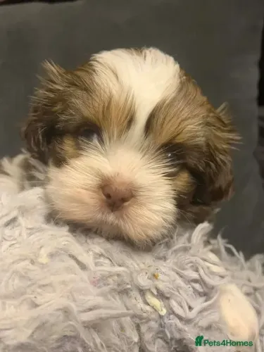Shih tzu/shitzu Macho e Fêmea Dóceis e Vacinados São Paulo
