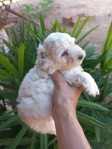 Poodle Toyota macho