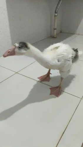Ganso Africano 1 mês e meio