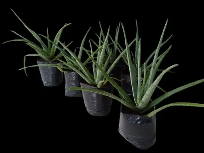 Mudas de Babosa (Aloe Vera) a partir de R$ 15,00! Peça a sua hoje.