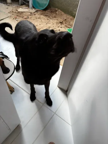 Para adoção responsável um lar de raça
