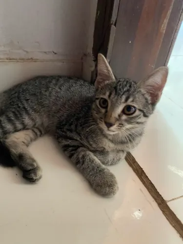 Doação da gatinhos machos 