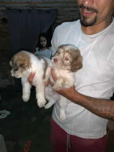 Filhote de poodle 