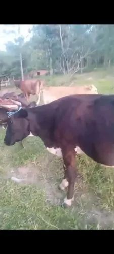 Vaca