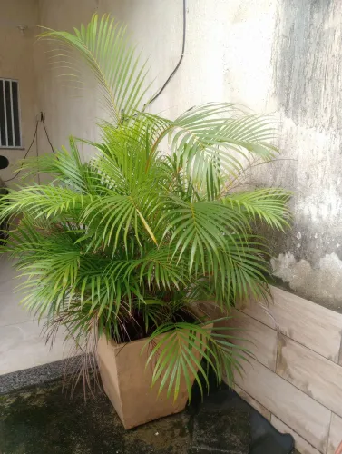 Palmeira areca no vaso
