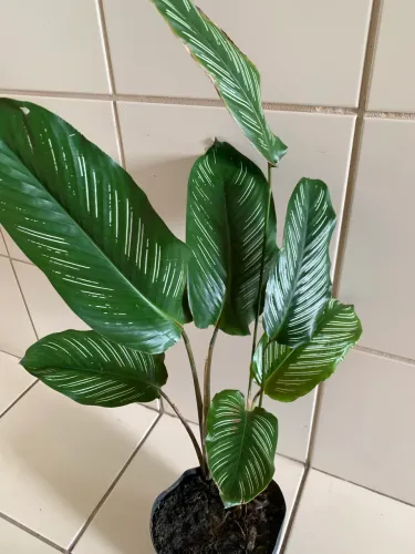 Planta Maranta Riscada (Média)