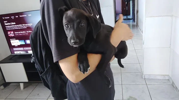 Cachorro 