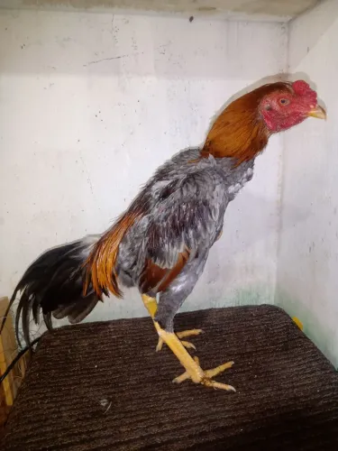 Frangos e frangas de raça