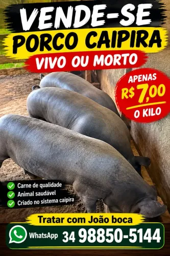Porco caipira