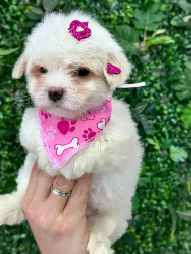 maltês peludo