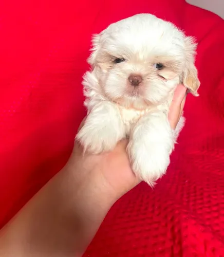 Maravilhosos Shihtzu Machinhos