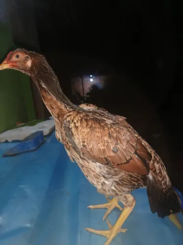 Franga mura 