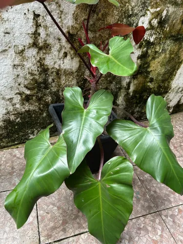 Plantas ornamentais
