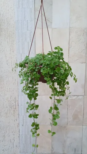 Planta Dinheiro em Penca.