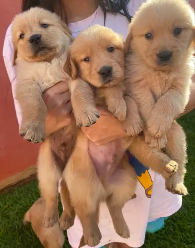 Golden Retriever
