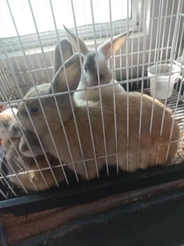 Mini coelhos
