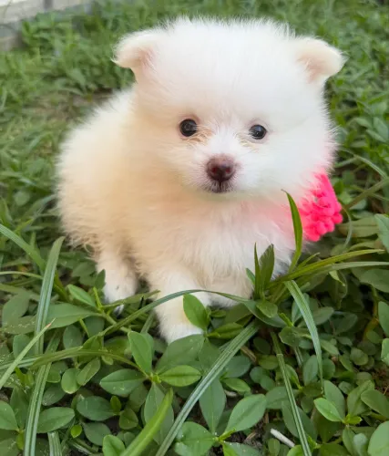 Vendo filhotes de Spitz alemão 
