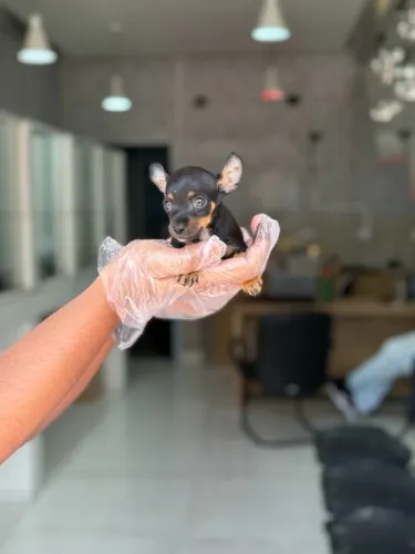 Seu Novo Xodó com Garantias e Suporte Pós-Venda