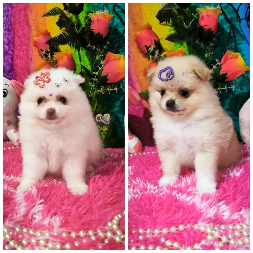 Lulu da Pomerânia Anãs
