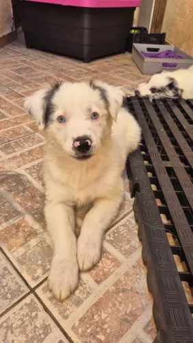 Boder collie