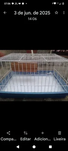 Gaiola De Porquinho Índia em Ótimo estado