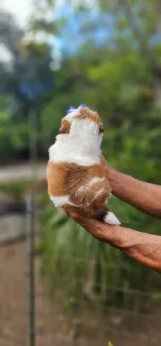 Shih-tzu Femea Miudinha Linda