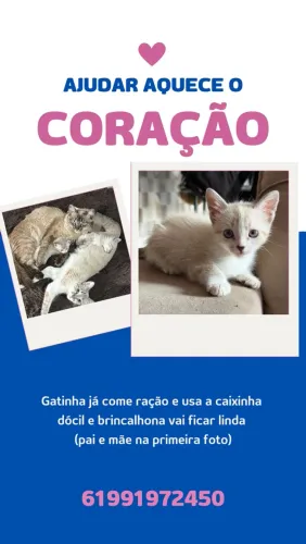 Adoção de gatinha
