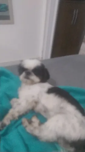 Doação de um Shitzu