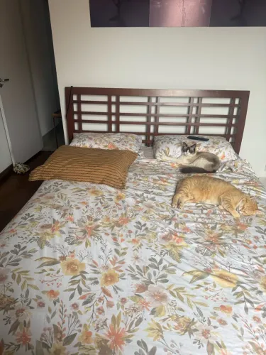 Cama Madeira Maciça Queen Size com colchão