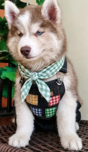 Husky Siberiano 