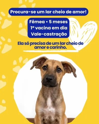 ? Procura-se um lar cheio de amor!