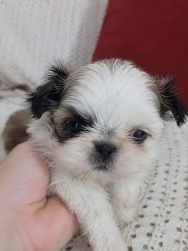 Shih Tzu fêmea 
