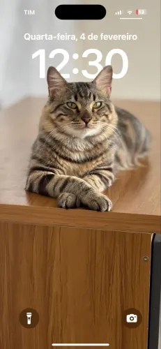 Doam-se gatinhos
