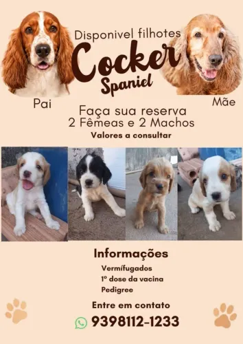 Cachorro