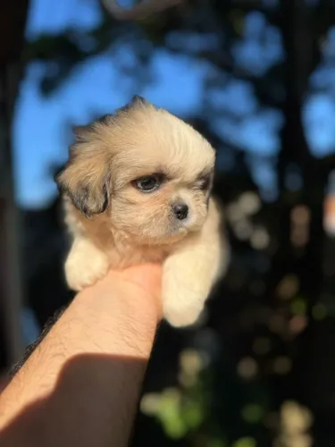 Shih-tzu original com pedigree (venda)