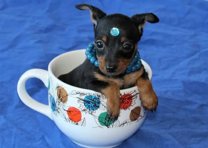 Pinscher zerinhos entrega imediata e segura