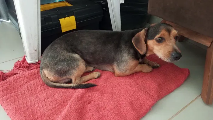 Doaçao de cachorro