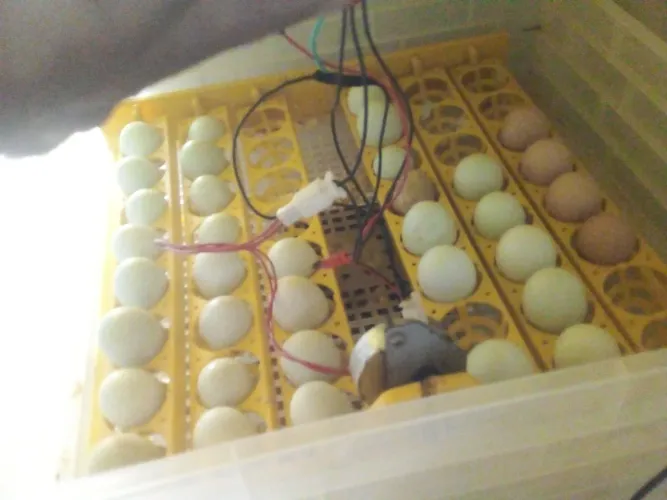 Chocadeira 48/96ovos