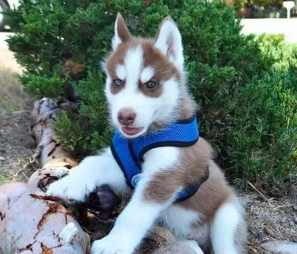 Husky siberiano Prepare-se para se apaixonar por esses pequenos!