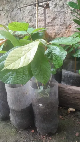 Mudas de Cupuaçu