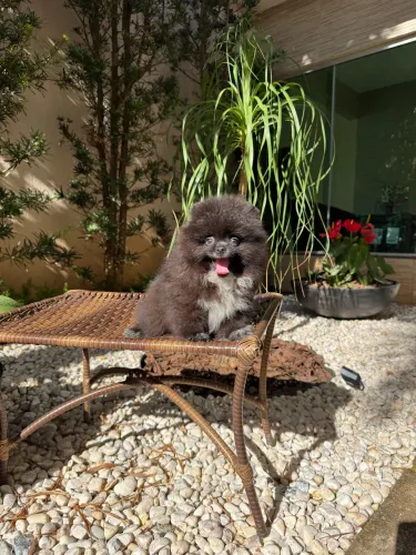 Lulu da Pomerania Macho